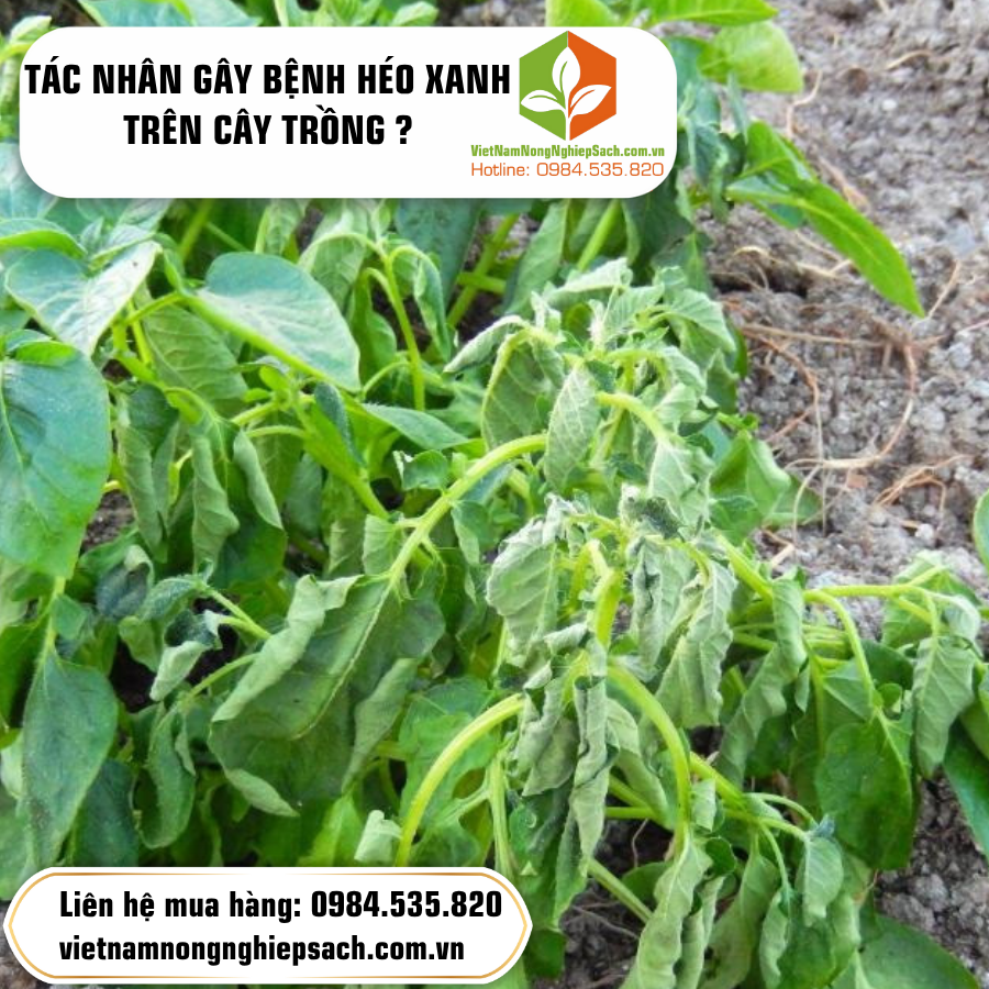TÁC NHÂN GÂY BỆNH HÉO XANH TRÊN CÂY TRỒNG ?