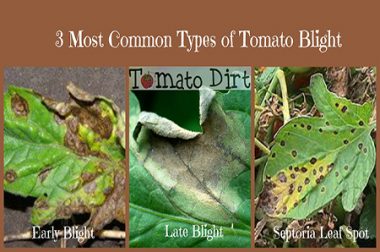 DIFFERENT KINDS OF TOMATO BLIGHT AND HOW TO TELL THEM APART