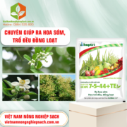 NPK 7-5-44+TE​ - vietnamnongnghiepsach.com.vn 1