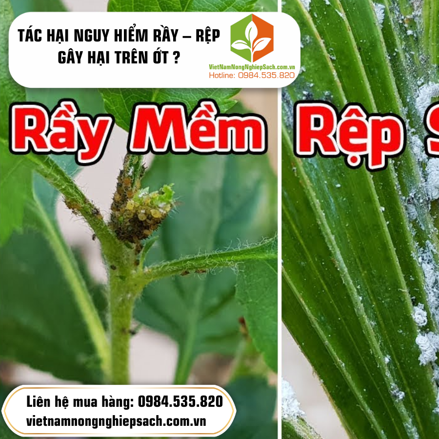 TÁC HẠI NGUY HIỂM RẦY – RỆP GÂY HẠI TRÊN ỚT ? TÁC HẠI NGUY HIỂM RẦY – RỆP GÂY HẠI TRÊN ỚT ?