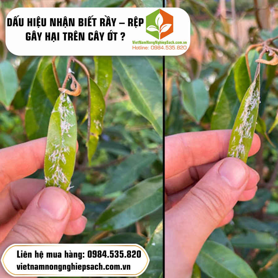 DẤU HIỆU NHẬN BIẾT RẦY – RỆP GÂY HẠI TRÊN CÂY ỚT ? DẤU HIỆU NHẬN BIẾT RẦY – RỆP GÂY HẠI TRÊN CÂY ỚT ?