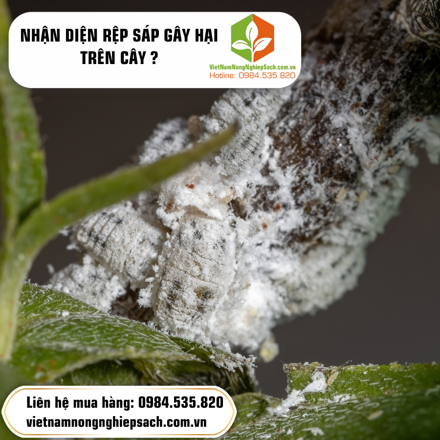 NHẬN DIỆN RỆP SÁP GÂY HẠI TRÊN CÂY ?