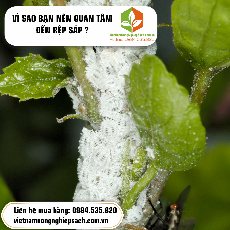 VÌ SAO BẠN NÊN QUAN TÂM ĐẾN RỆP SÁP ?