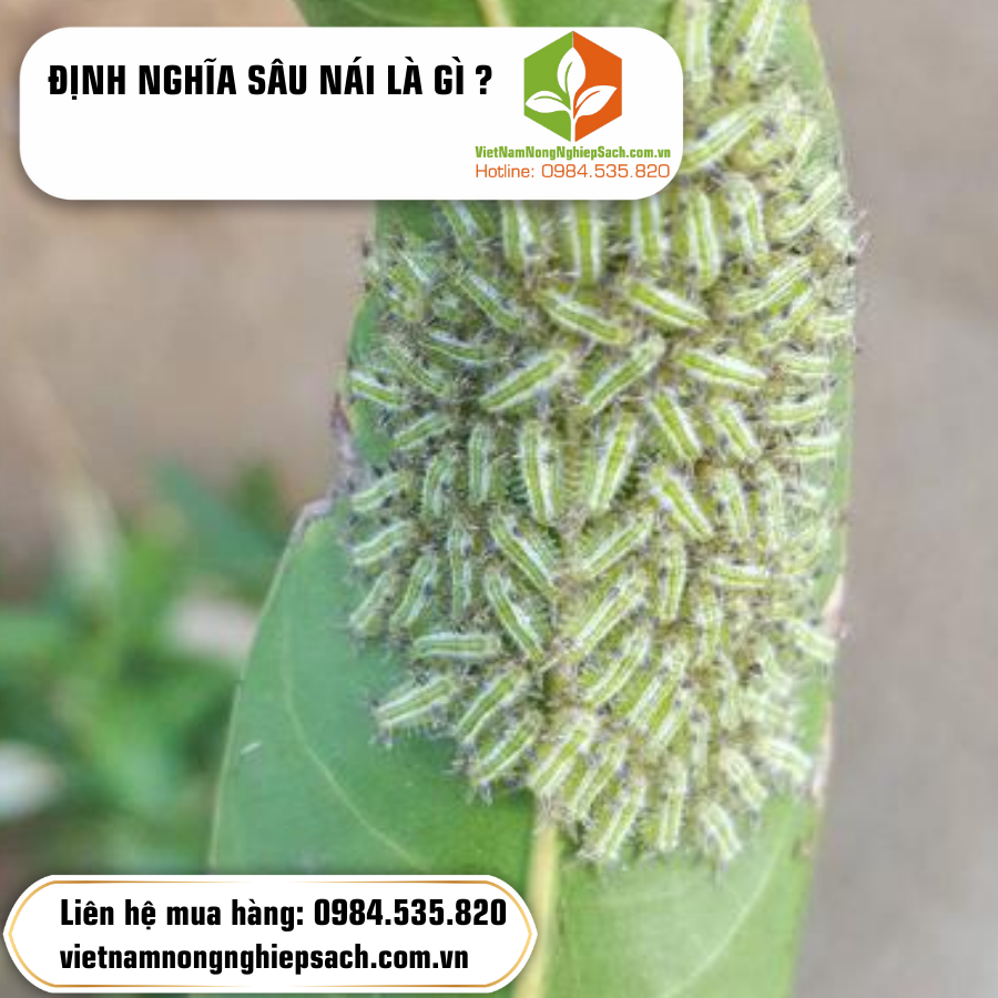 ĐỊNH NGHĨA SÂU NÁI LÀ GÌ ?
