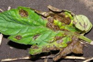 EARLY BLIGHT IN TOMATO – IDENTIFICATION AND TREATMENT