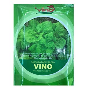 giống xà lách cao sản vino