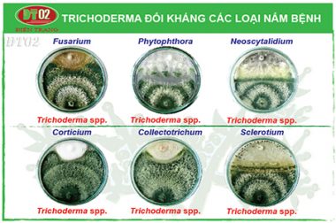 CÁCH SỬ DỤNG NẤM TRICHODERMA VÀ NẤM KÍ SINH