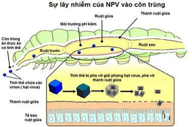 THUỐC TRỪ BỆNH SINH HỌC DÀNH CHO CÂY TRỒNG