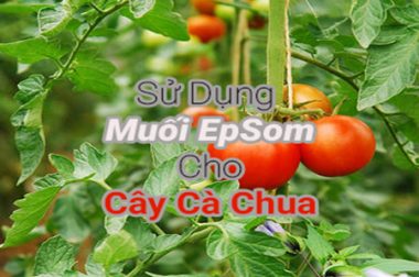 CÁCH SỬ DỤNG MUỐI EPSOM CHO CÂY CÀ CHUA – HOW TO USE EPSOM FOR TOMATO PLANT