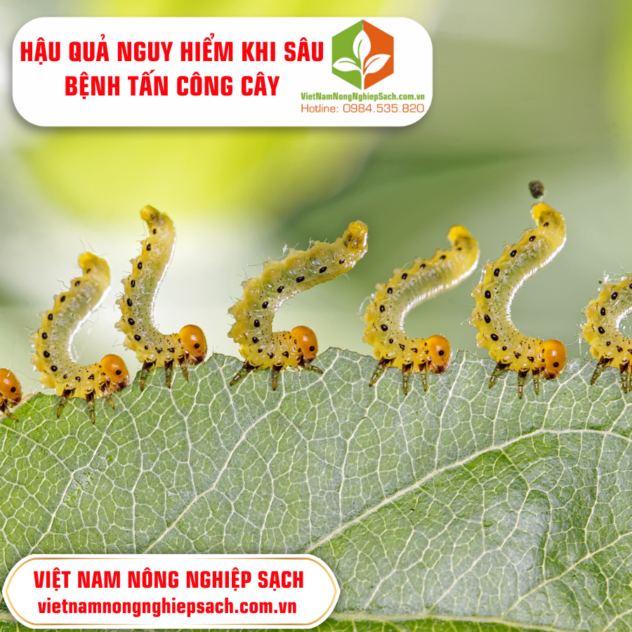 HẬU QUẢ NGUY HIỂM KHI SÂU BỆNH TẤN CÔNG CÂY ?