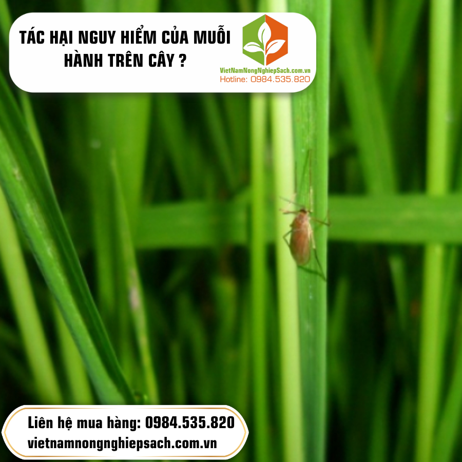 TÁC HẠI NGUY HIỂM CỦA MUỖI HÀNH TRÊN CÂY ?