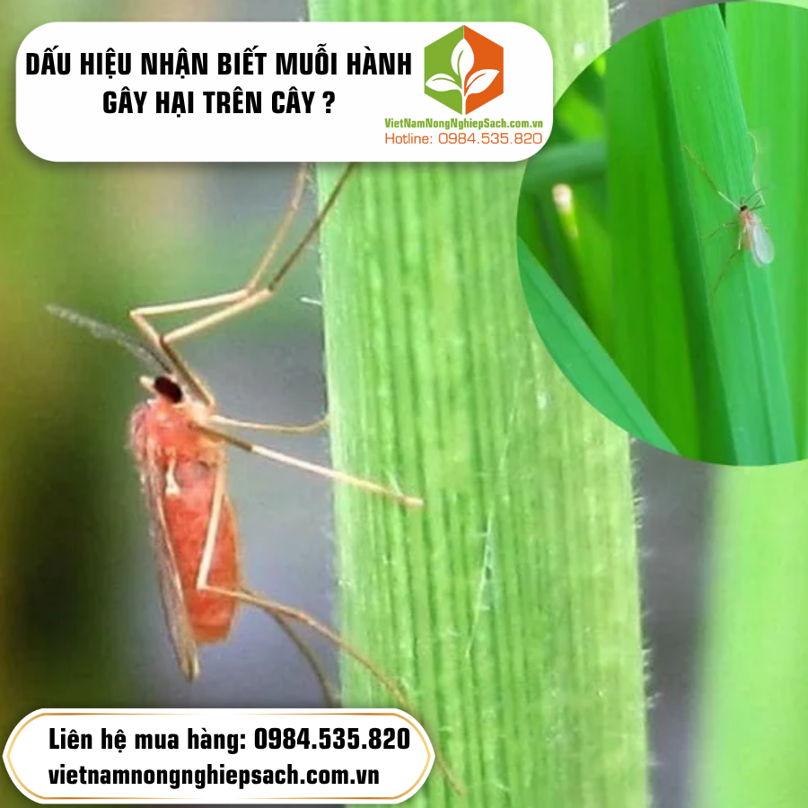 DẤU HIỆU NHẬN BIẾT MUỖI HÀNH GÂY HẠI TRÊN CÂY ?