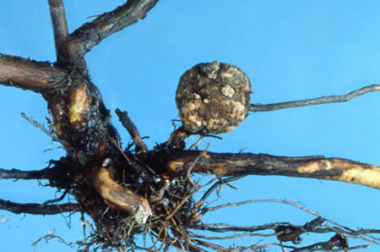 PLANT PATHOLOGY – BACTERIAL CROWN GALL OF FRUIT CROPS