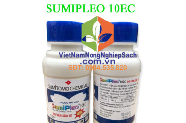 SUMIPLEO 10EC – ĐẶC TRỊ SÂU TƠ GÂY HẠI TRÊN CÂY BẮP CẢI CHAI 100ML – VIỆT NAM NÔNG NGHIỆP SẠCH