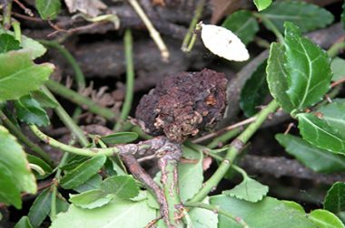 PLANT PROTECTION – CROWN GALL OF WOODY PLANTS