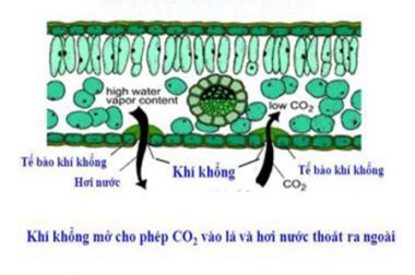 CƠ CHẾ HẤP THỤ PHÂN BÓN QUA LÁ CỦA CÂY TRỒNG