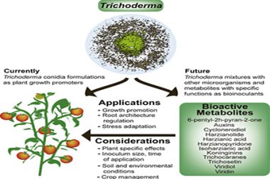 CÁCH SỬ DỤNG TRICHODERMA ĐỂ ĐẠT ĐƯỢC HIỆU QUẢ CAO NHẤT