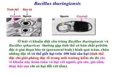 THUỐC SINH HỌC BT DIỆT SÂU NHƯ THẾ NÀO?