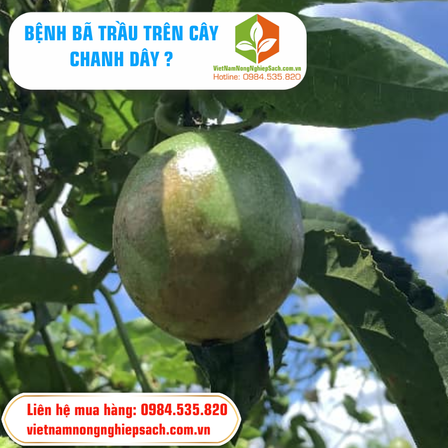 BỆNH BÃ TRẦU TRÊN CÂY CHANH DÂY 