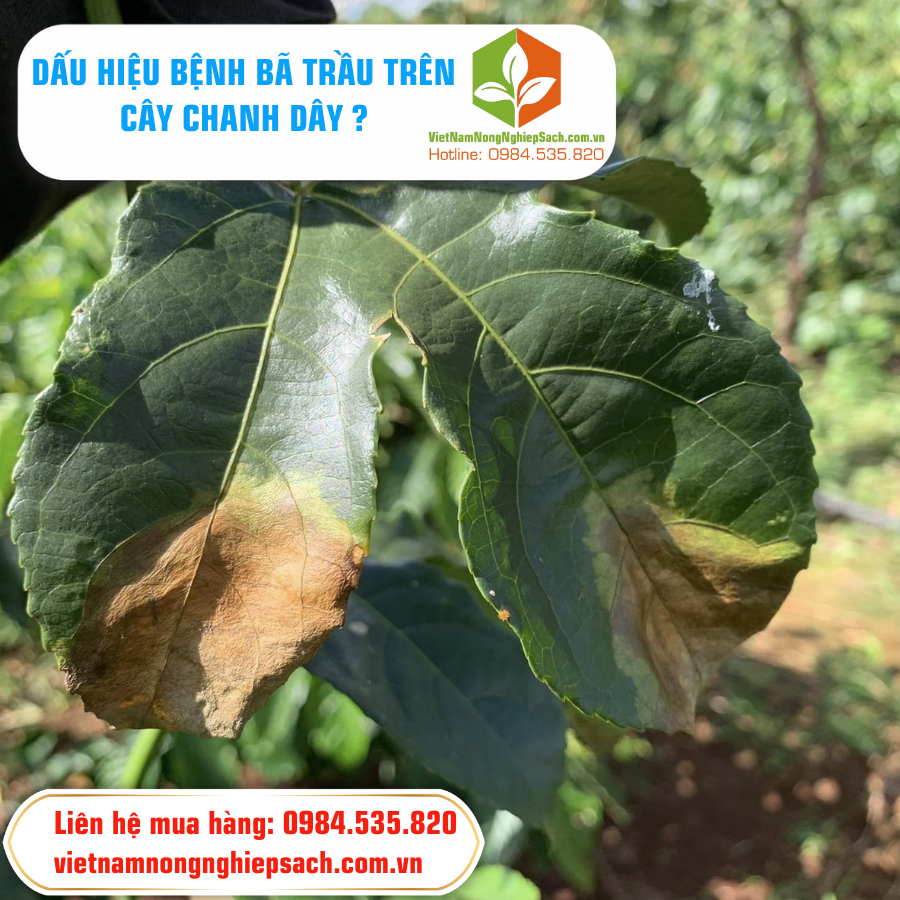 TRIỆU CHỨNG BỆNH BÃ TRẦU TRÊN CÂY CHANH DÂY ?