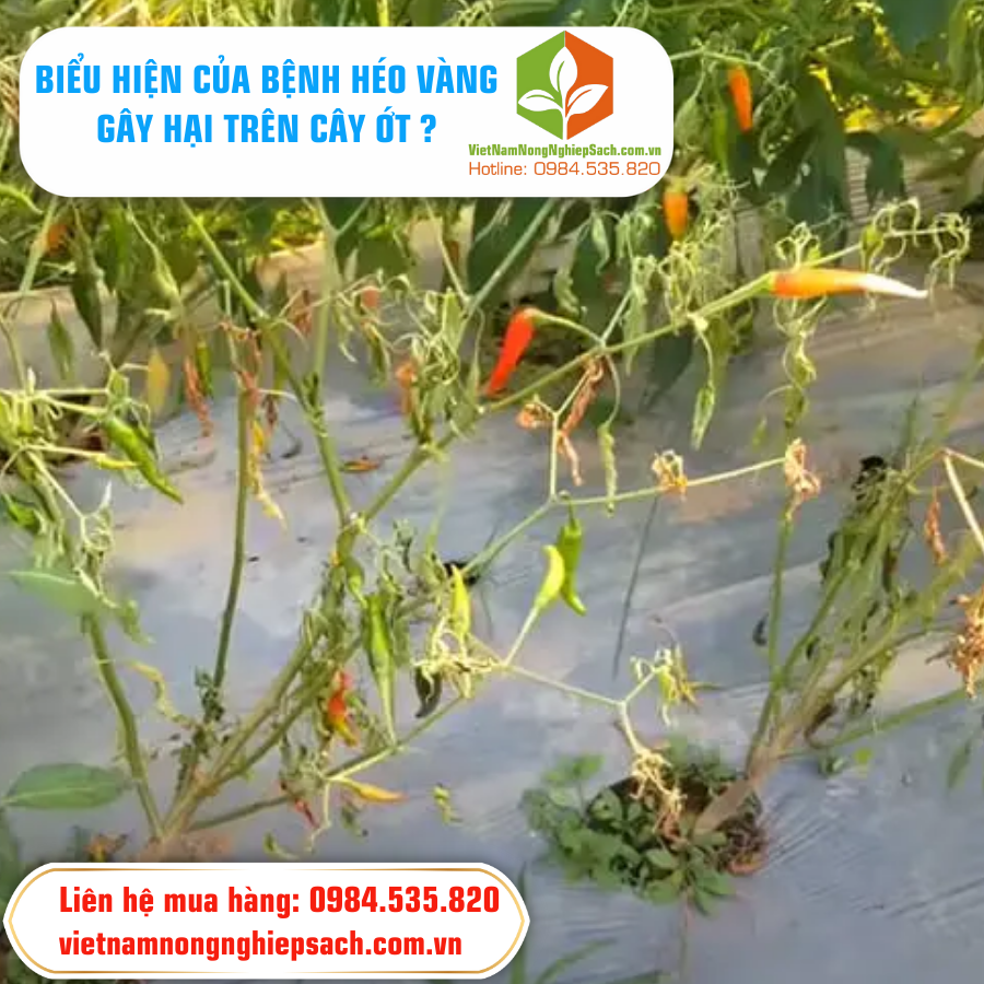 BIỂU HIỆN CỦA BỆNH HÉO VÀNG GÂY HẠI TRÊN CÂY ỚT ?