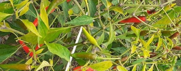 BỆNH HÉO VÀNG - vietnamnongnghiepsach.com.vn