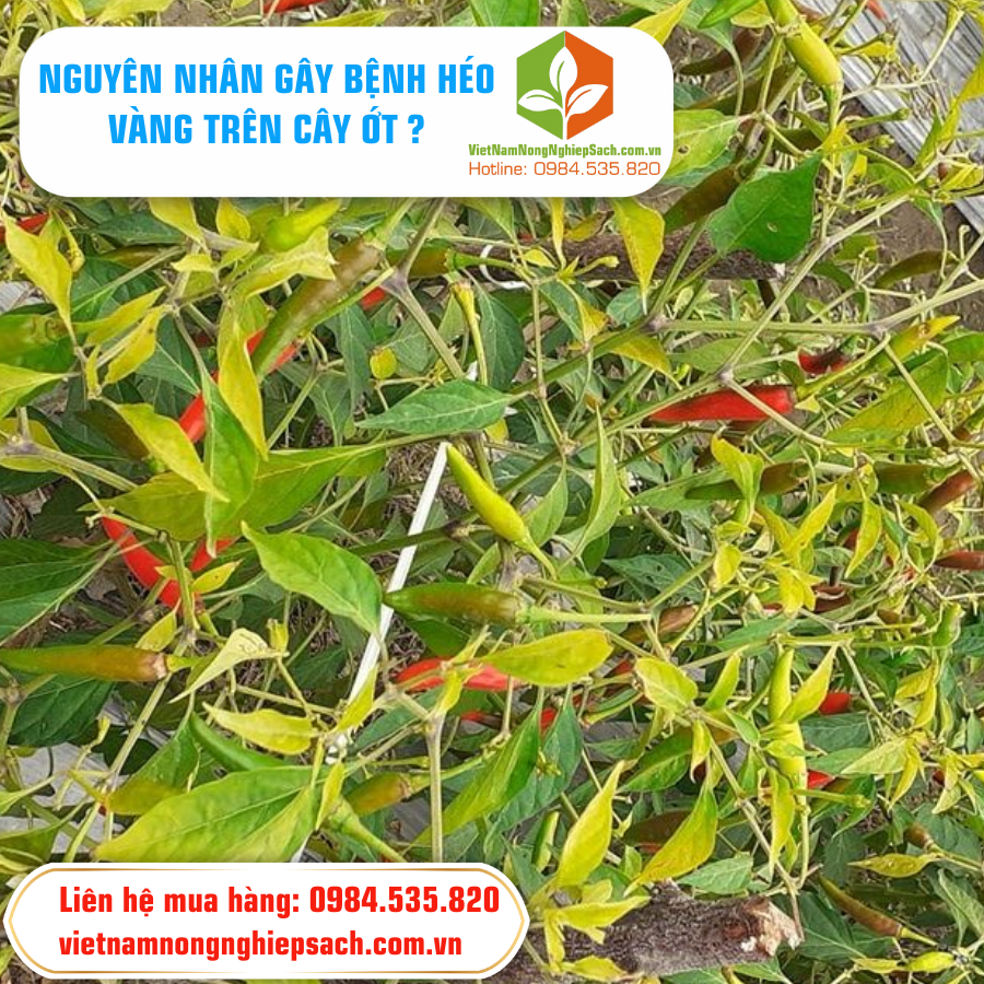 NGUYÊN NHÂN GÂY BỆNH HÉO VÀNG TRÊN CÂY ỚT ?