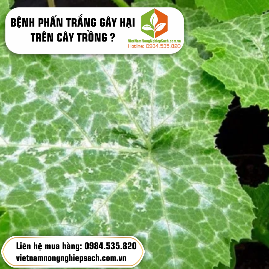 BỆNH PHẤN TRẮNG GÂY HẠI TRÊN CÂY TRỒNG ?