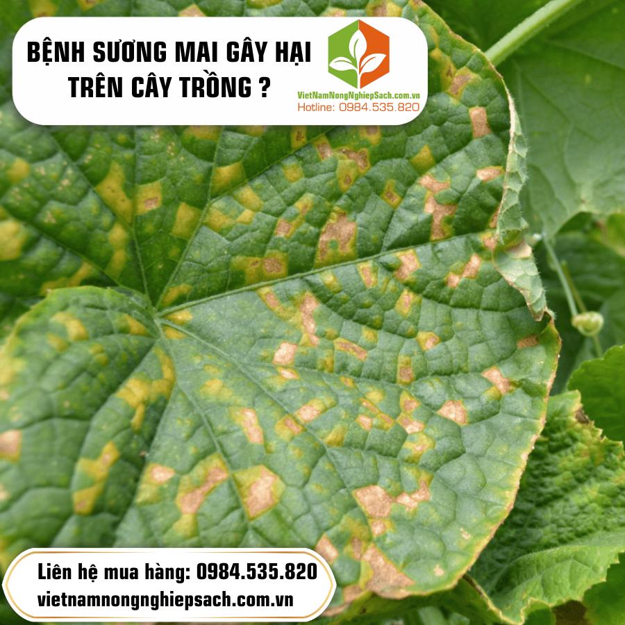 BỆNH SƯƠNG MAI GÂY HẠI TRÊN CÂY TRỒNG ?