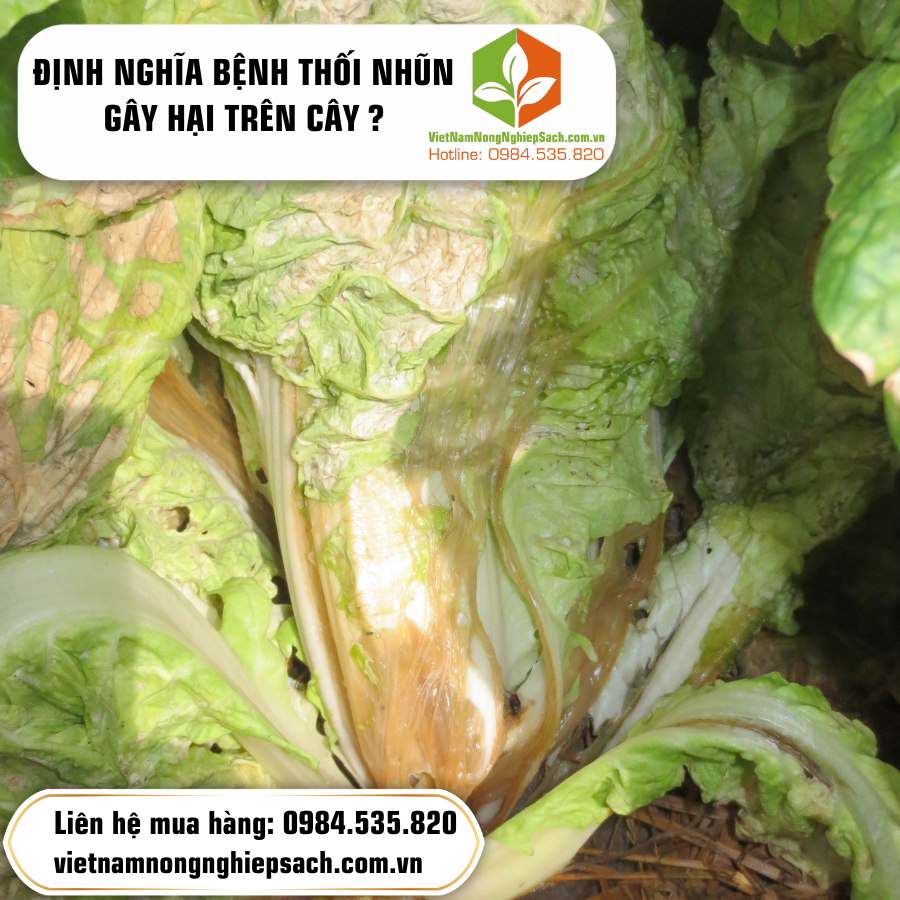 ĐỊNH NGHĨA BỆNH THỐI NHŨN GÂY HẠI TRÊN CÂY ?