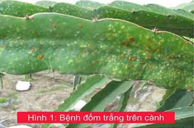 PHÒNG TRỪ BỆNH ĐỐM PHẤN TRẮNG TRÊN CÂY THANH LONG