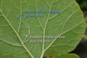 downy-powdery-mildews-fig-2