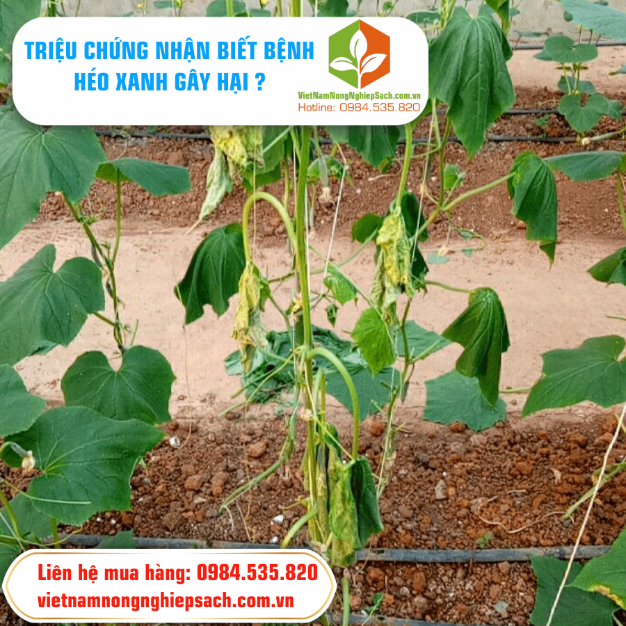 TRIỆU CHỨNG NHẬN BIẾT BỆNH HÉO XANH GÂY HẠI ?