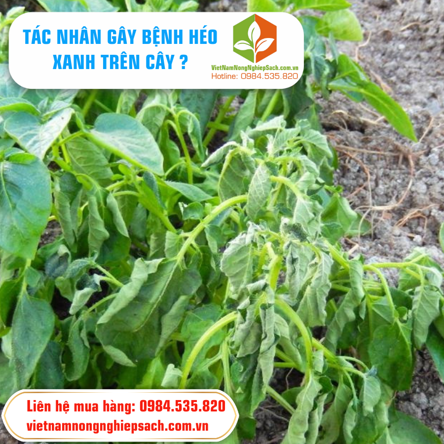 TÁC NHÂN GÂY BỆNH HÉO XANH TRÊN CÂY ?