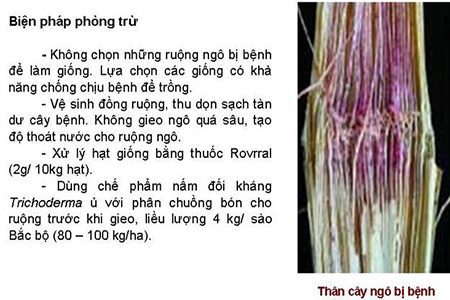 BỆNH THỐI THÂN DO NẤM FUSARIUM