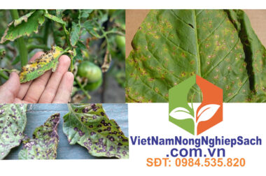 SEPTORIA LEAF SPOT ON TOMATOES VIET NAM NONG NGHIEP SACH