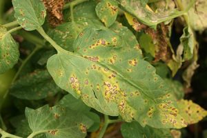 Septoria_Leaf_Spot_of_Tomato186