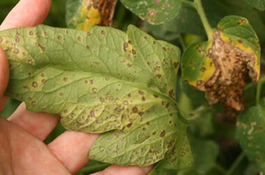 BỆNH ĐỐM LÁ TRÊN CÂY CÀ CHUA – SEPTORIA LEAF SPOT