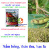 TIÊU-KHUẨN-nấm-hồng