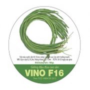 Đậu Đũa Cao Sản - VINO F16