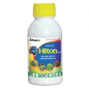 hilton usa