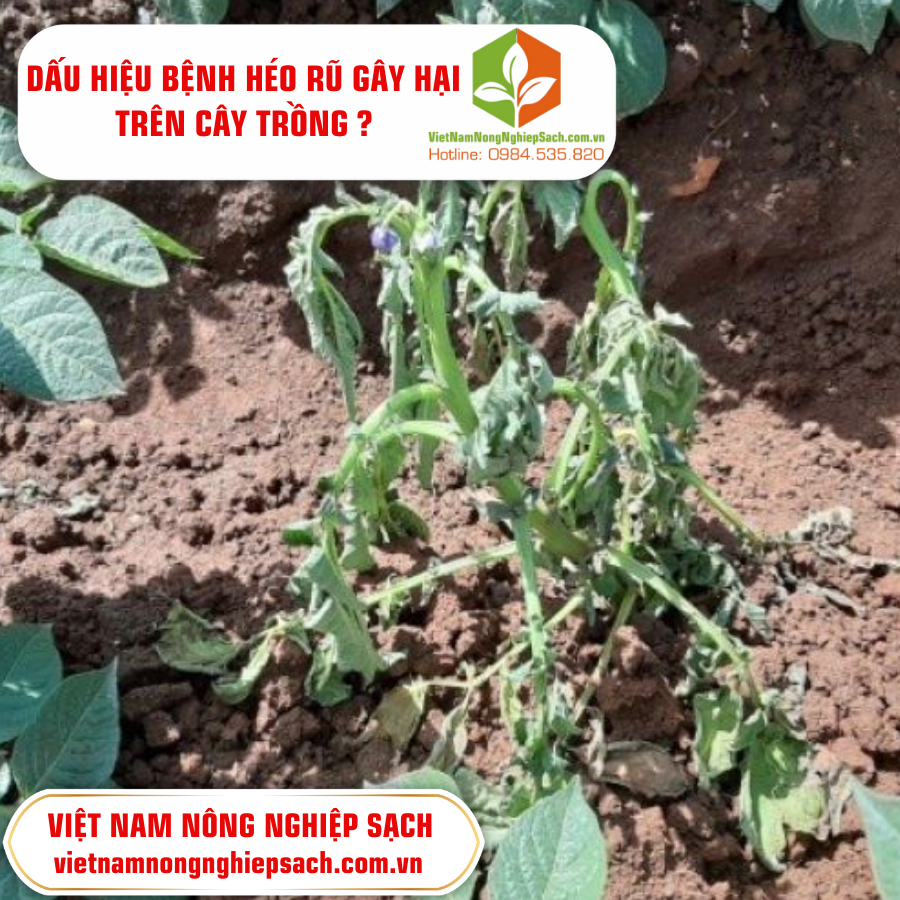 DẤU HIỆU BỆNH HÉO RŨ GÂY HẠI TRÊN CÂY TRỒNG ?