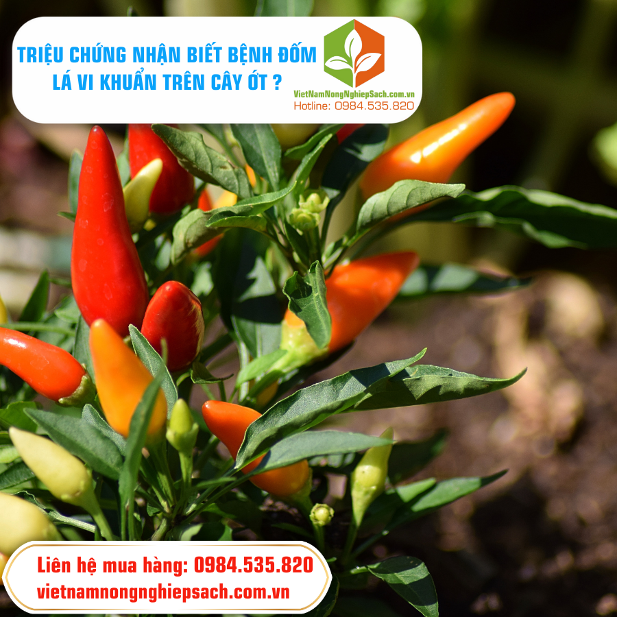 TRIỆU CHỨNG NHẬN BIẾT BỆNH ĐỐM LÁ VI KHUẨN TRÊN CÂY ỚT ?