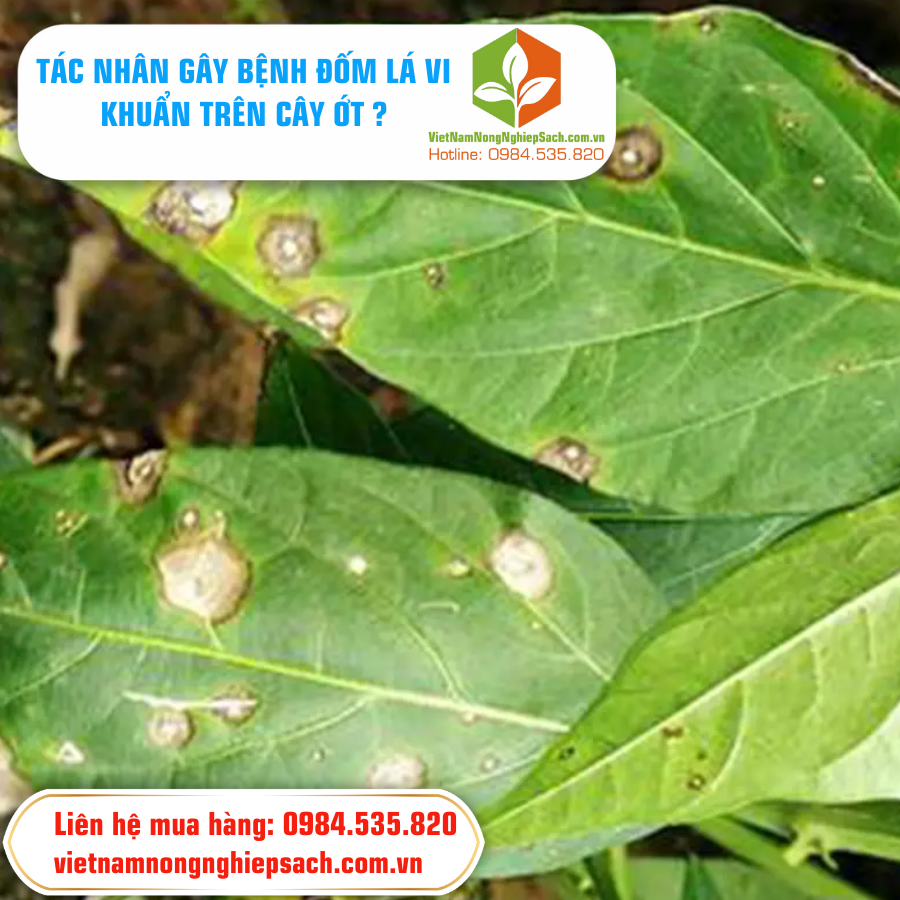 TÁC NHÂN GÂY BỆNH ĐỐM LÁ VI KHUẨN TRÊN CÂY ỚT ?