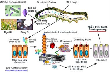 HOẠT CHẤT BACILLUS THURINGIENSIS LÀ GÌ?