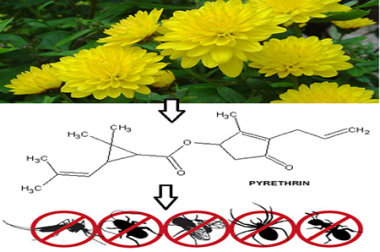 PYRETHRIN LÀ GÌ?