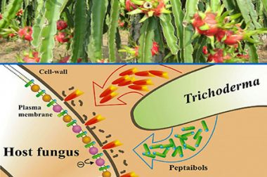 HƯỚNG DẪN Ủ PHÂN HỮU CƠ BẰNG CHẾ PHẨM TRICHODERMA