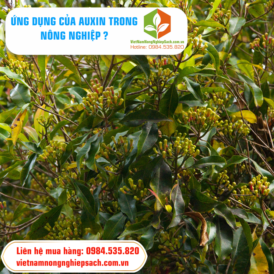 ỨNG DỤNG CỦA AUXIN TRONG NÔNG NGHIỆP ?