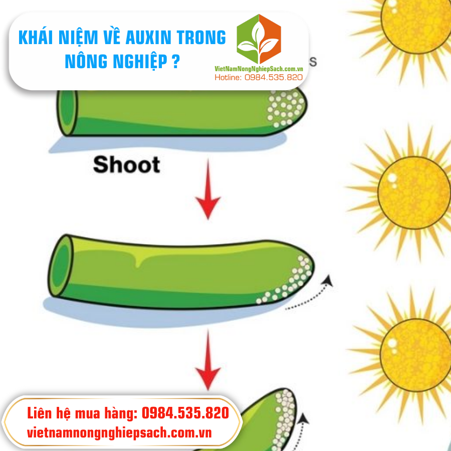KHÁI NIỆM VỀ AUXIN TRONG NÔNG NGHIỆP ?
