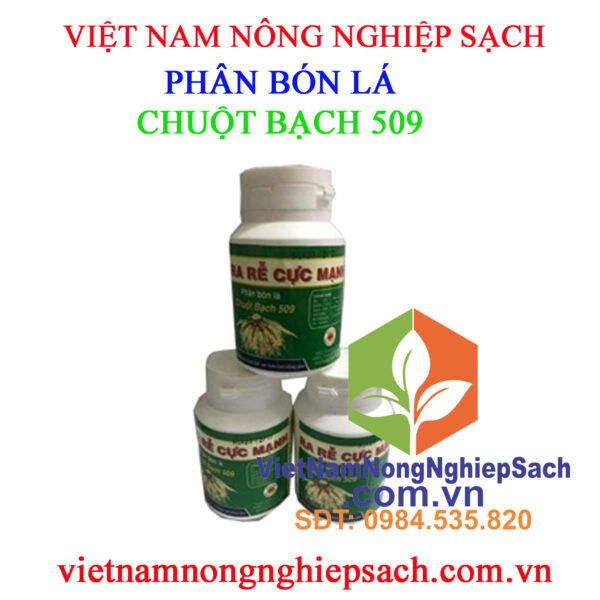 CHUỘT-BẠCH-509